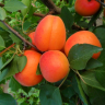 Orangered (Bhart)